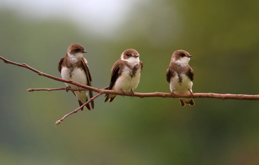 Bird of the Week- Bank Swallow