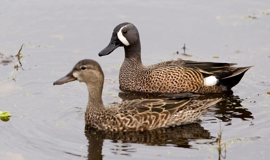 Bird of the Week- Blue-winged Teal