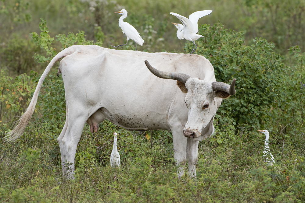 Bird of the Week- Cattle Egret