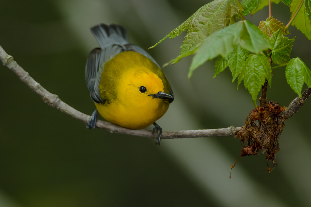 Bird of the Week- Prothonotary Warbler