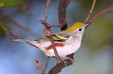 Bird Of The Week- Chestnut-sided Warbler – St. Louis Audubon Society