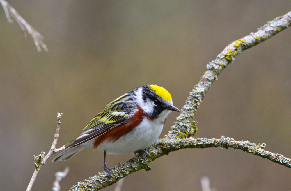 Bird Of The Week- Chestnut-sided Warbler – St. Louis Audubon Society