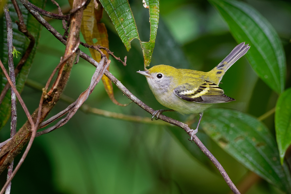 Bird of the Week- Chestnut-sided Warbler