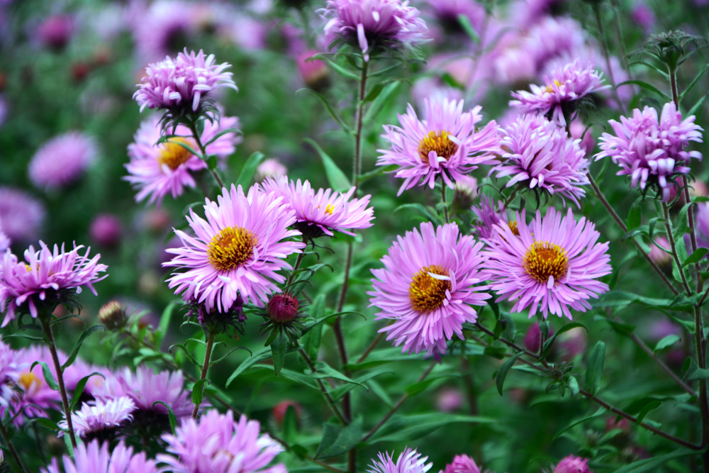 Bright,Purple,Aster,New,England,Autumn,In,The,Garden,Enjoys