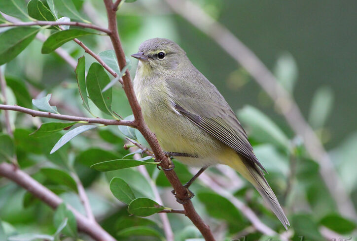 Bird of the Week- Orange-crowned Warbler – St. Louis Audubon Society