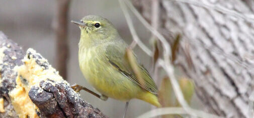 Bird of the Week- Orange-crowned Warbler