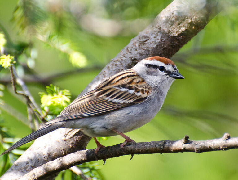 Bird of the Week- Chipping Sparrow