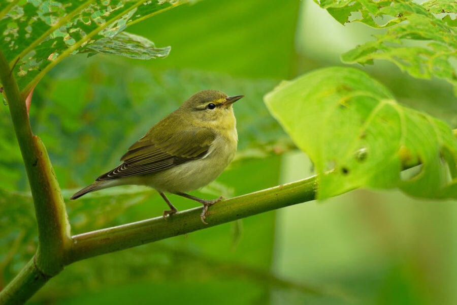 Bird Of The Week- Orange-crowned Warbler – St. Louis Audubon Society