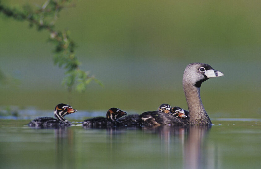 Bird of the Week- Pied-billed Grebe