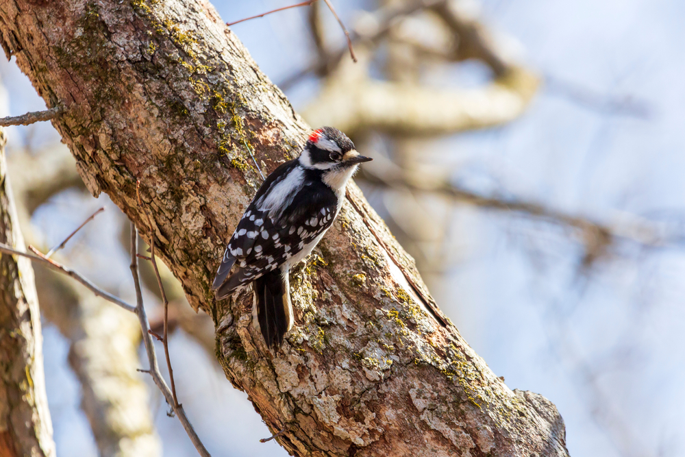 Bird of the Week- Downy Woodpecker