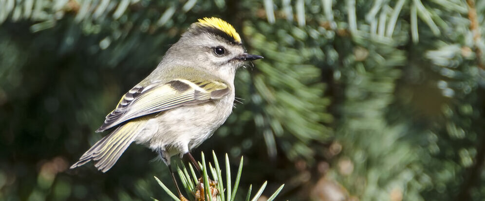 Bird of the Week- Golden-crowned Kinglet