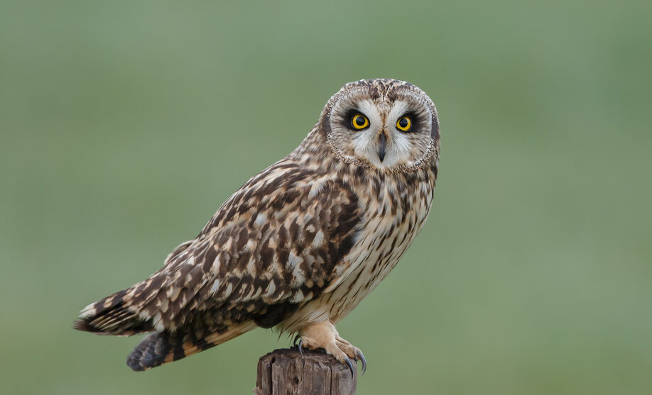 Bird of the Week- Short-eared Owl