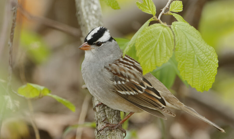 Bird of the Week- White-crowned Sparrow