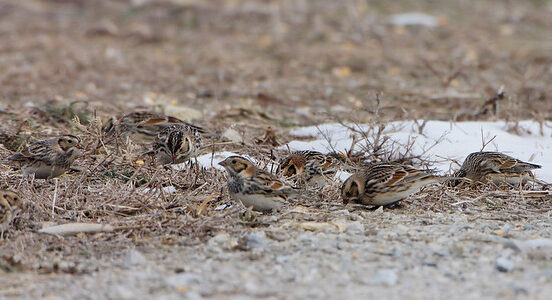 Bird of the Week- Lapland Longspur