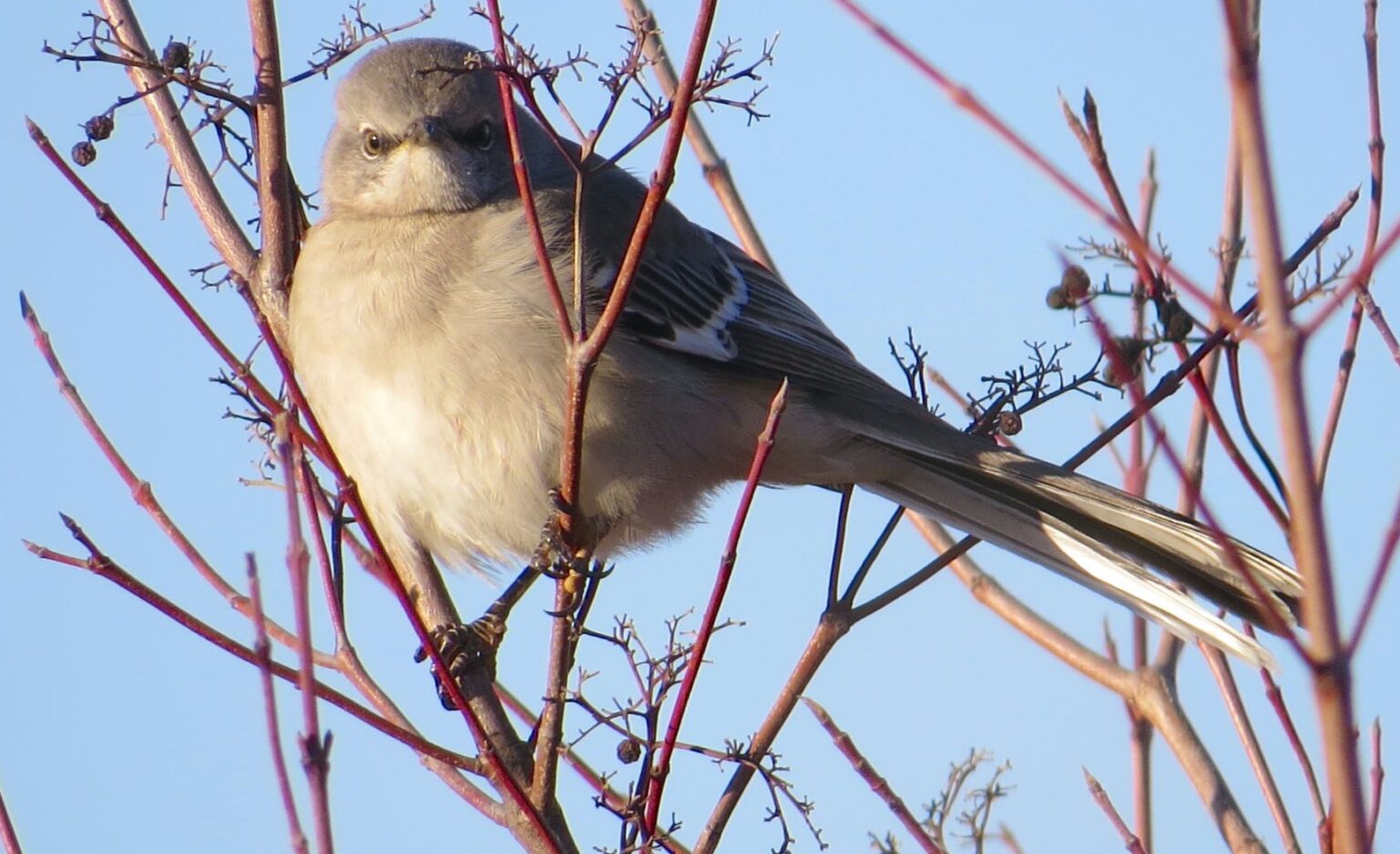 Bird of the Week- Northern Mockingbird – St. Louis Audubon Society