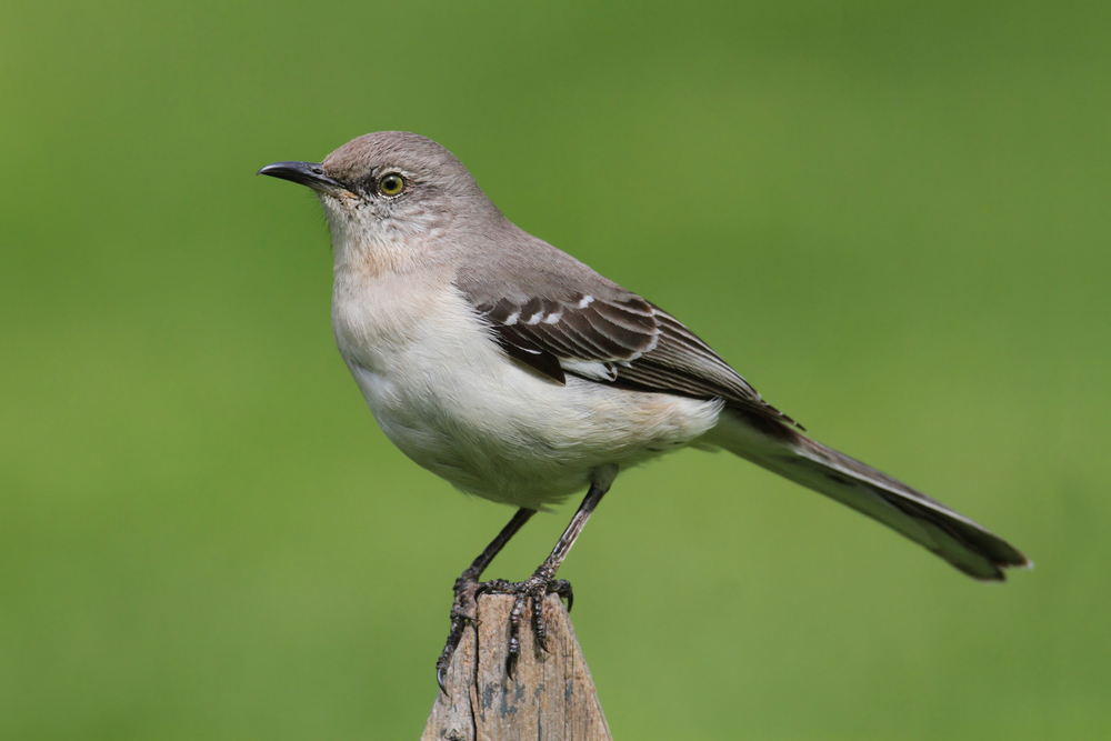 Bird of the Week- Northern Mockingbird