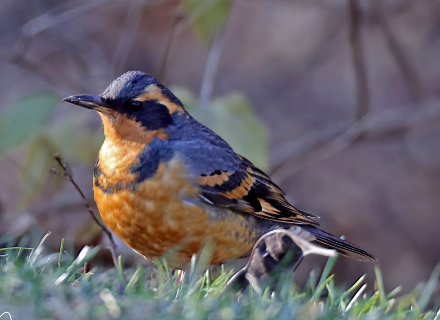 Bird of the Week- Varied Thrush