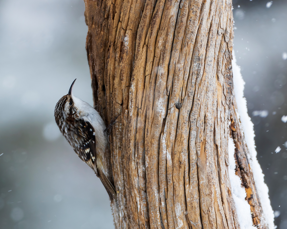 Bird of the Week- Brown Creeper