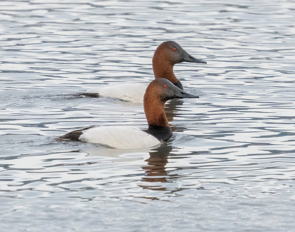 Bird of the Week- Canvasback