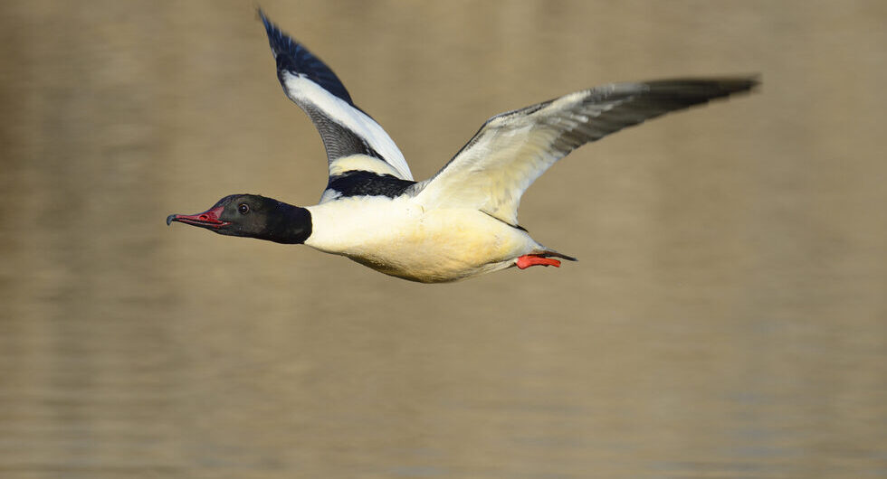 Field Trip- Two Rivers NWR – St. Louis Audubon Society