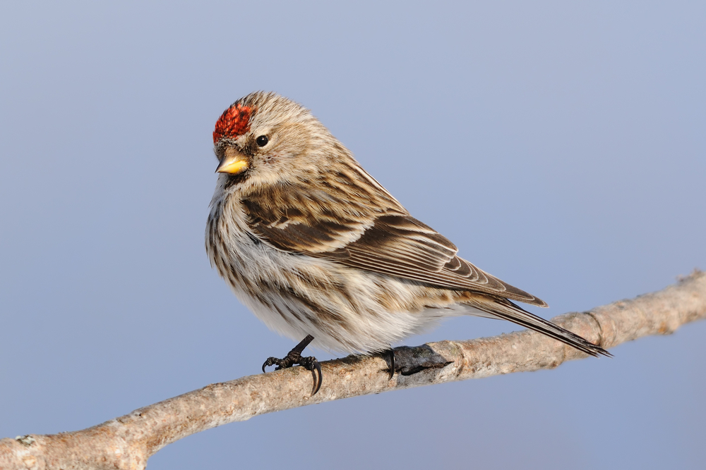 Bird of the Week- Common Redpoll