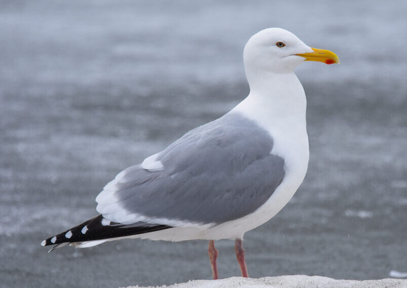 Bird of the Week- Herring Gull