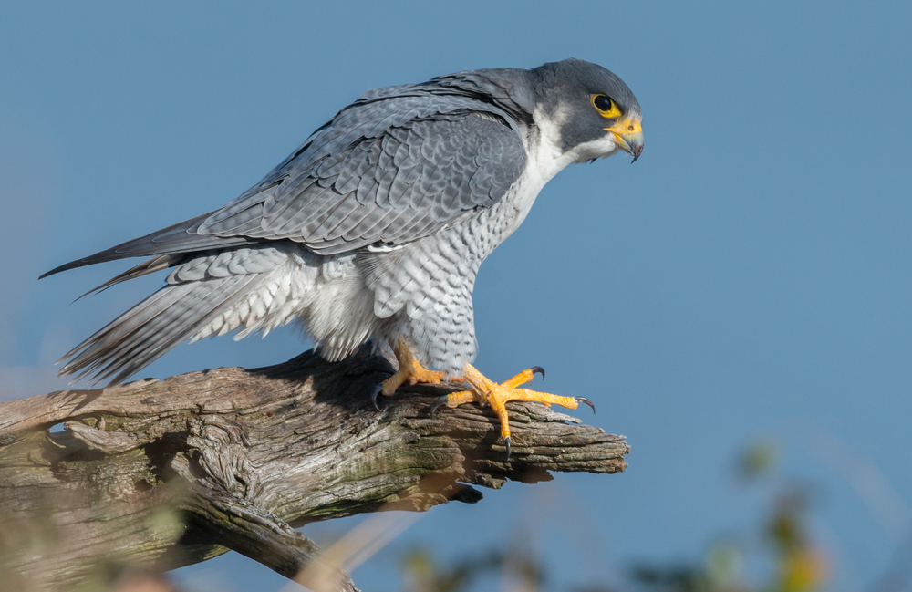 Bird of the Week- Peregrine Falcon