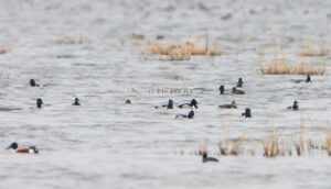 Ring-Necked Duck  Missouri Department of Conservation