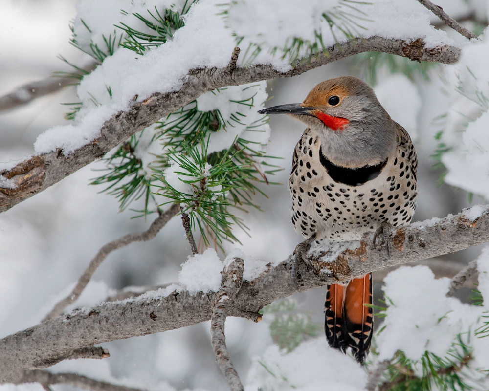 Bird Of The Week- Northern Flicker – St. Louis Audubon Society