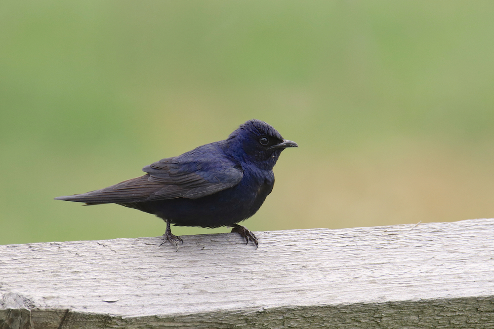 Bird of the Week- Purple Martin