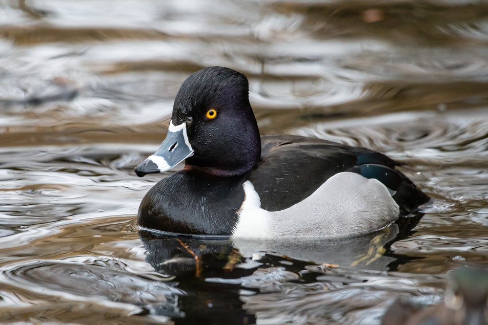 Ring-necked Duck