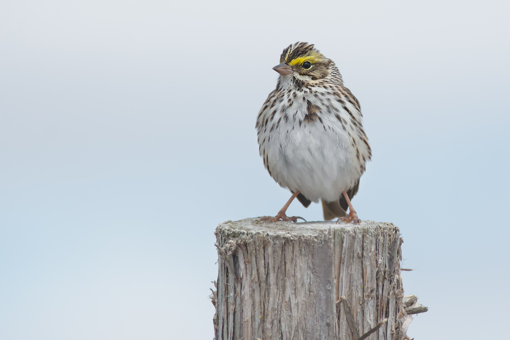 Bird of the Week- Savannah Sparrow