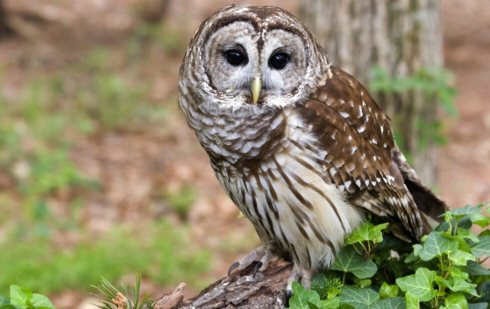 Bird of the Week- Barred Owl
