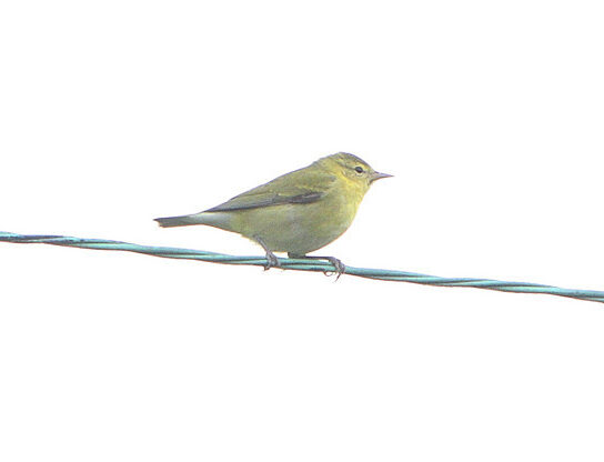 Bird Of The Week- Tennessee Warbler – St. Louis Audubon Society