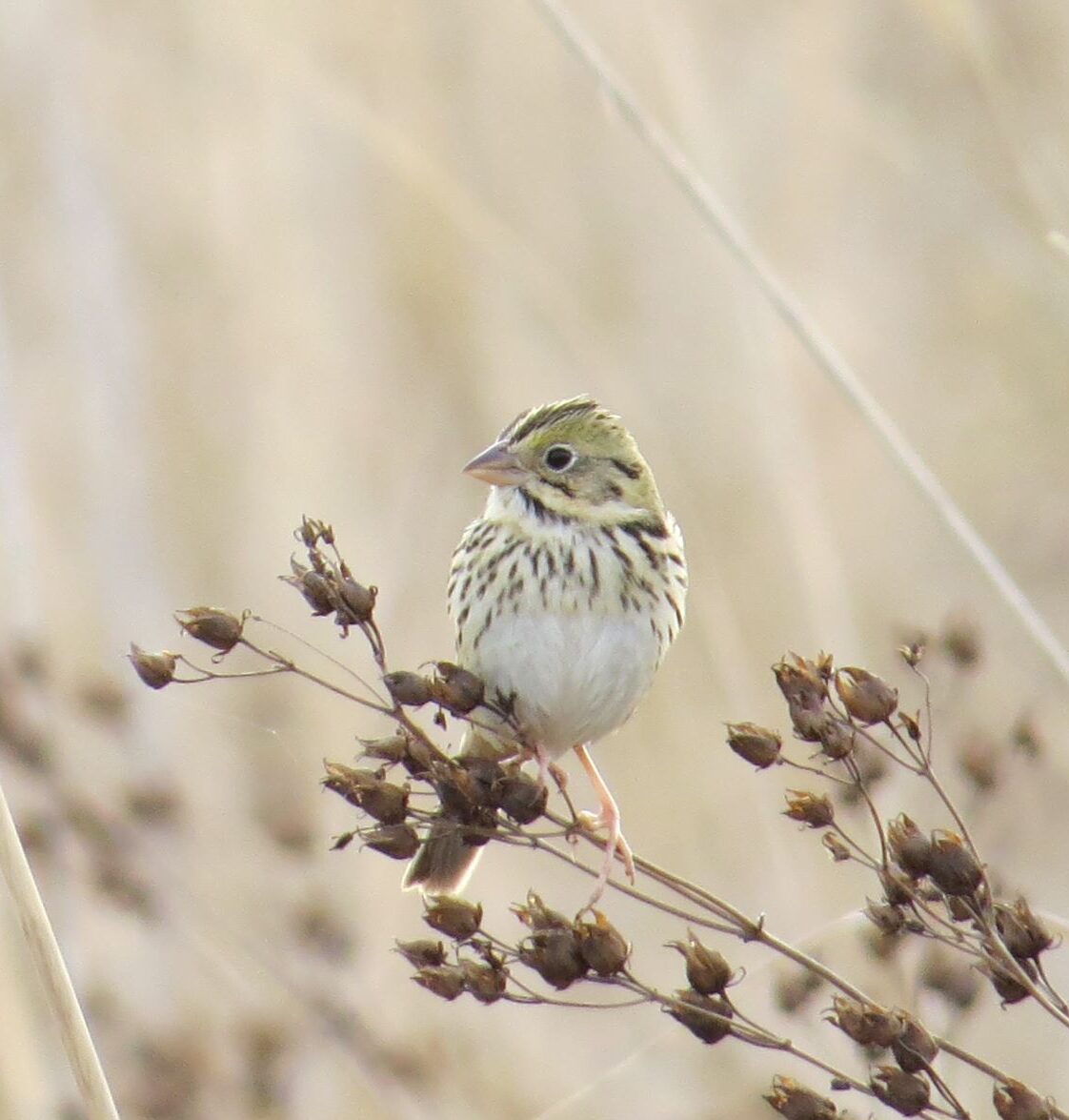 Bird of the Week- Henslow’s Sparrow