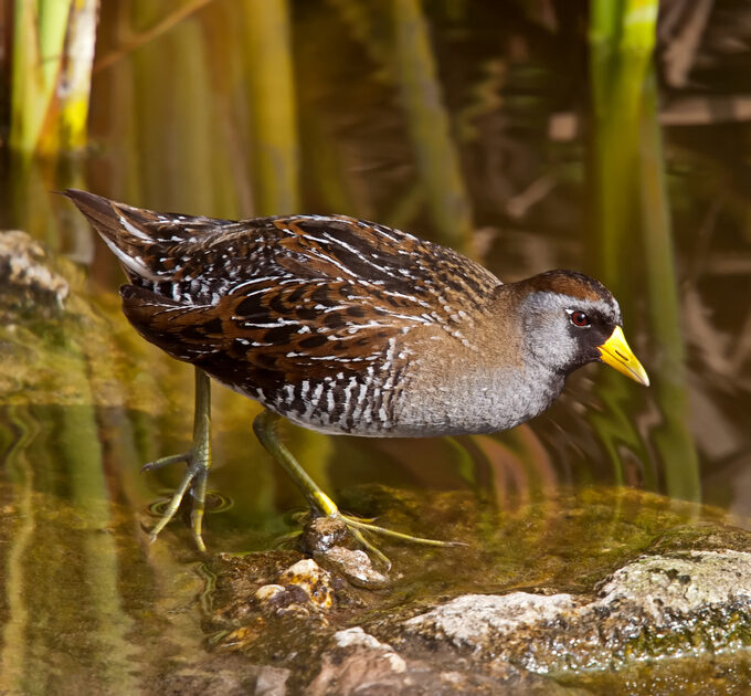 Bird of the Week- Sora