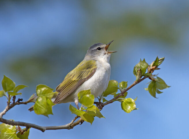 Bird of the Week- Tennessee Warbler