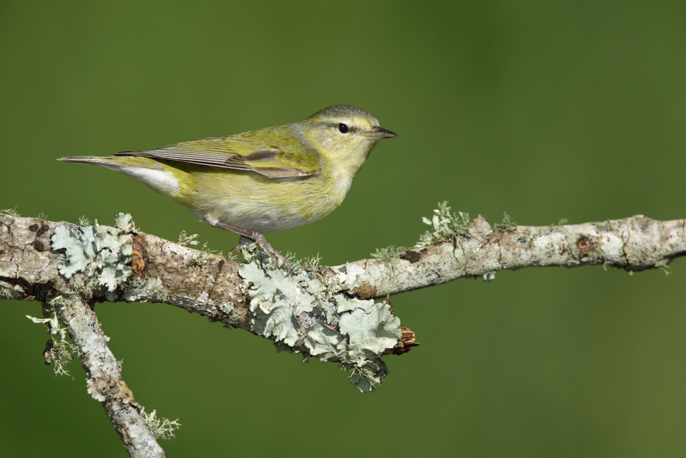 Bird Of The Week- Tennessee Warbler – St. Louis Audubon Society