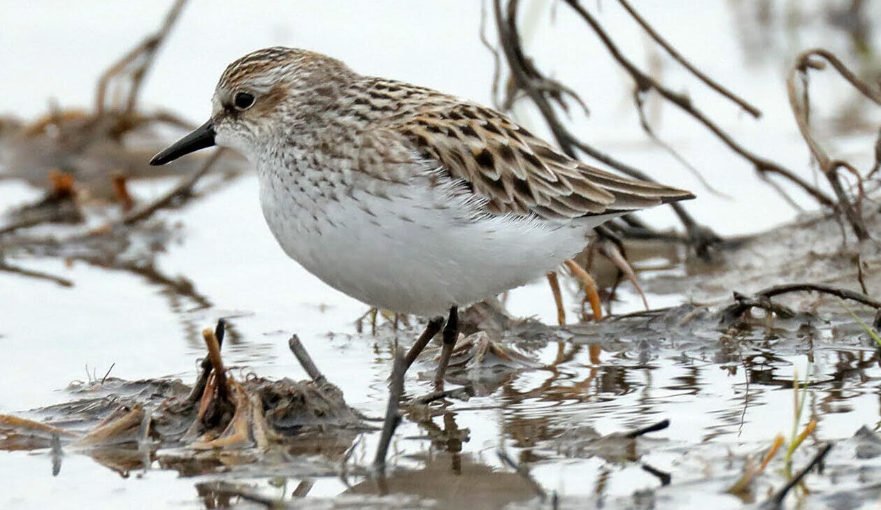 Bird of the Week- Semipalmated Sandpiper