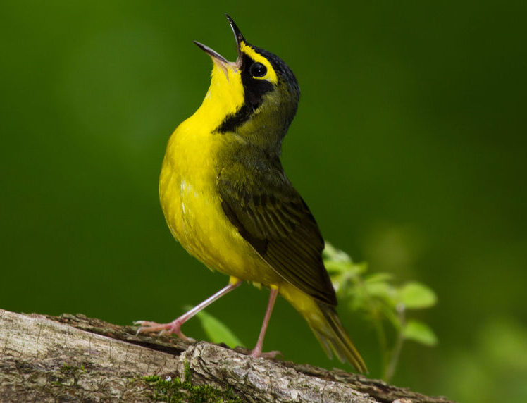 Bird of the Week- Kentucky Warbler