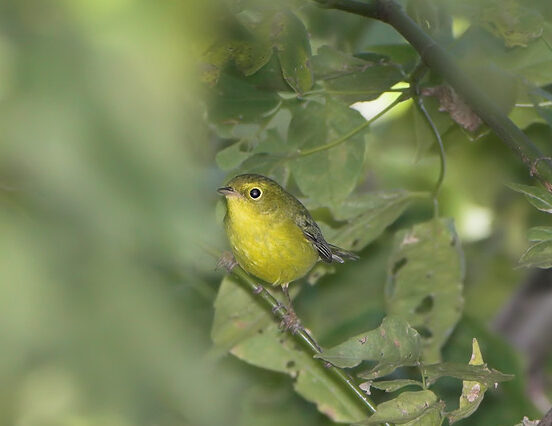 Bird Of The Week- Wilson’s Warbler – St. Louis Audubon Society