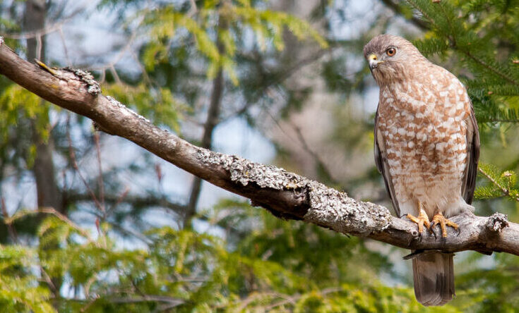 Bird of the Week- Broad-winged Hawk