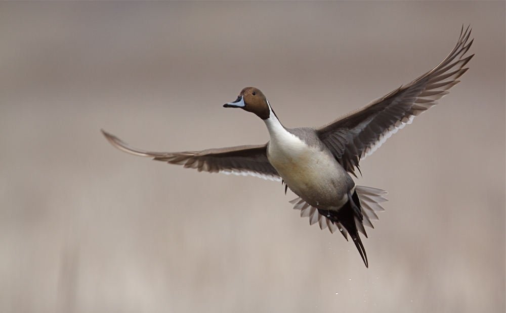 Field Trip- Two Rivers NWR – St. Louis Audubon Society