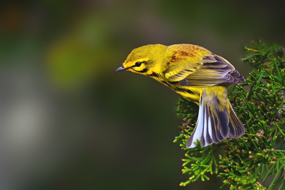 Field Trip- Castlewood State Park – St. Louis Audubon Society