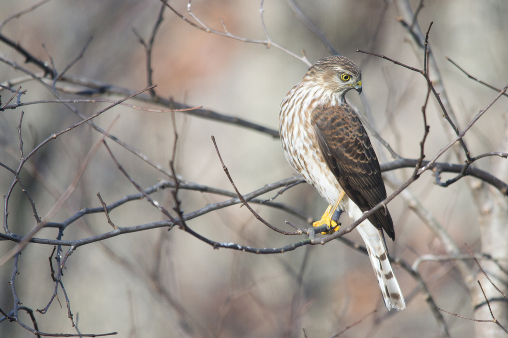 Bird of the Week- Sharp-shinned Hawk – St. Louis Audubon Society