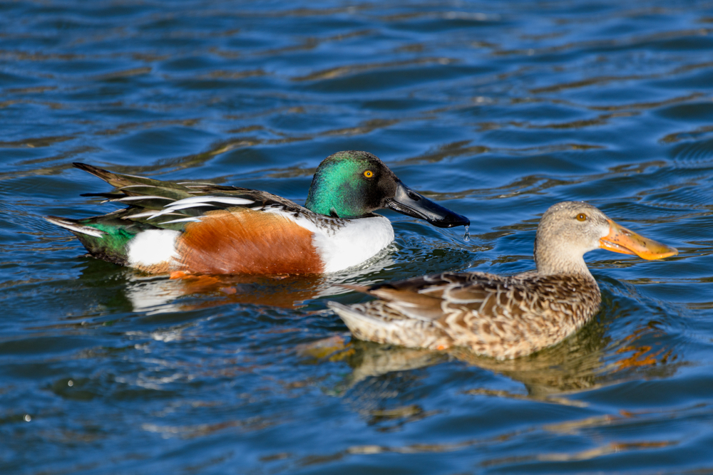 Northern Shoveler