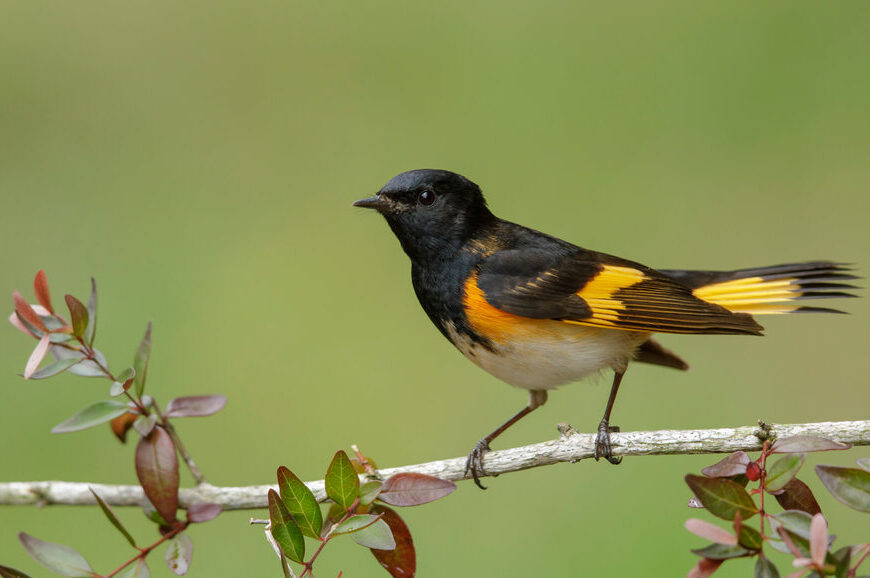 Beginner Bird Walk- Tower Grove Park – St. Louis Audubon Society