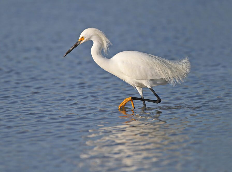Field Trip- Two Rivers NWR – St. Louis Audubon Society