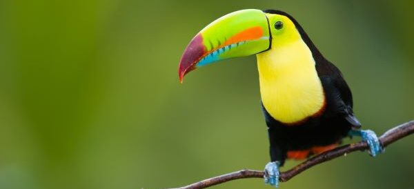 Birding Tour of Belize