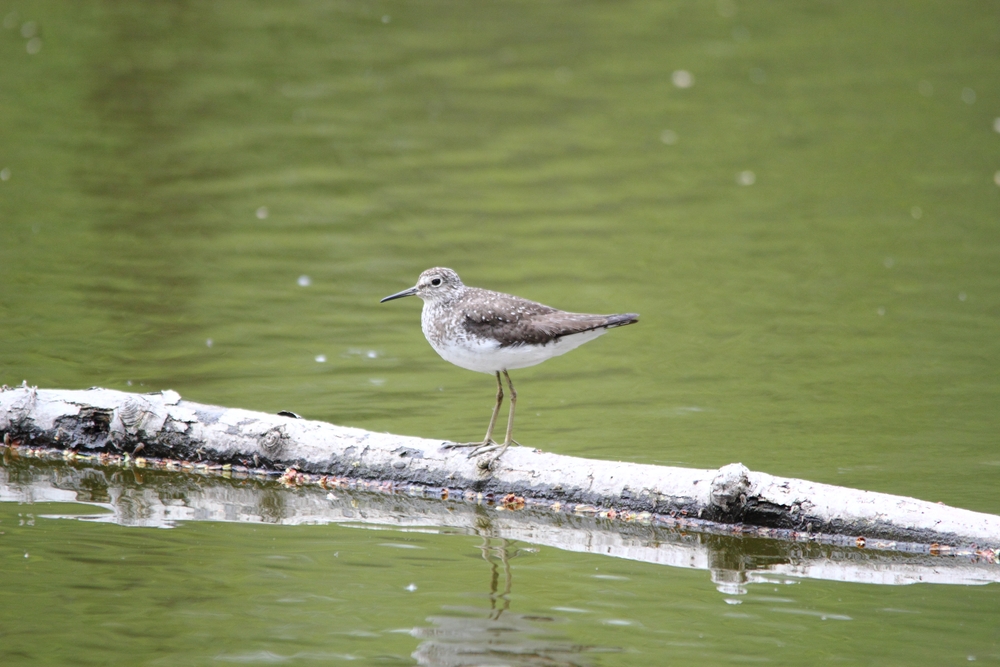 Field Trip- Two Rivers NWR – St. Louis Audubon Society